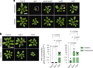 Unbalanced leaf microbiota can cause autoimmunity in plants