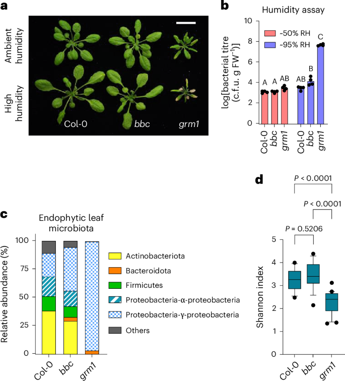 Roles of microbiota in autoimmunity in Arabidopsis leaves