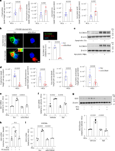 Efferocytosis drives a tryptophan metabolism pathway in macrophages to promote tissue resolution