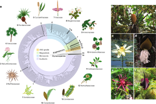 The impact of thermogenesis on the origin of insect pollination