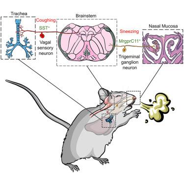 Divergent sensory pathways of sneezing and coughing