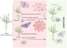 Manganese oxide nanoparticles elicit cadmium tolerance in wheat seedlings by ionomic and phenomic adjustment, regulation of AsA–GSH pathway, cellular thickness recovery, and antioxidant modulation