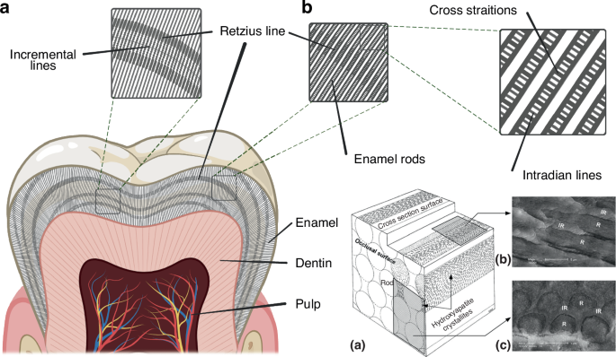 The circadian clock in enamel development