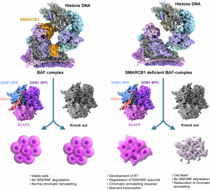 Elimination of mutant SWI/SNF complexes by protein quality control: new opportunities targeting aggressive rhabdoid tumours.