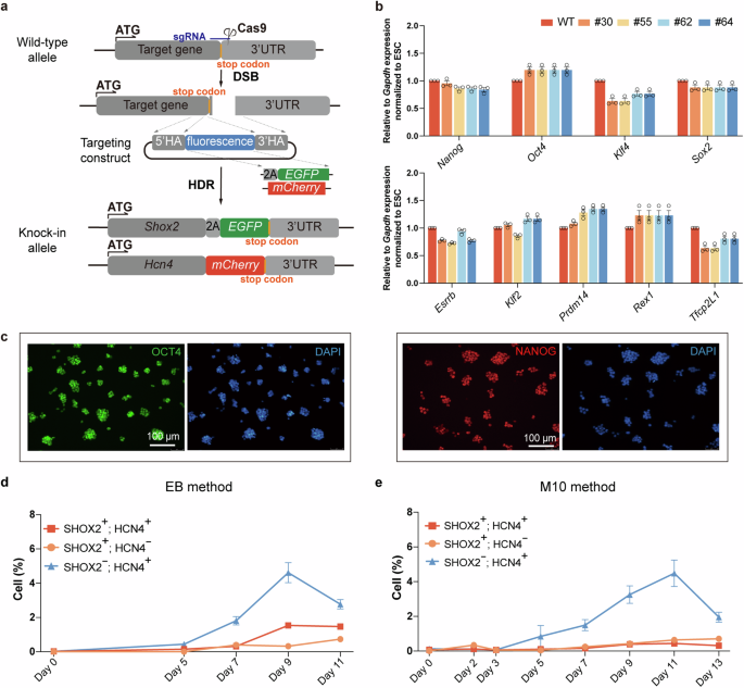 A new paradigm for generating high-quality cardiac pacemaker cells from mouse pluripotent stem cells.