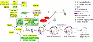 Impaired macroautophagy confers substantial risk for intellectual disability in children with autism spectrum disorders.