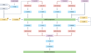 Non-coding transcriptome profiles in clear-cell renal cell carcinoma