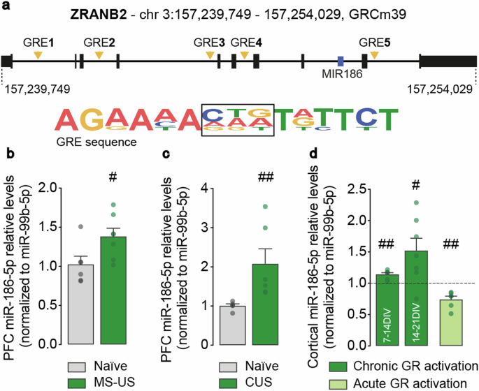 MiR-186-5p inhibition restores synaptic transmission and neuronal network activity in a model of chronic stress.