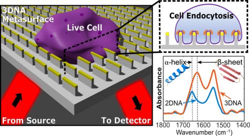 Infrared Spectroscopy of Live Cells Using High-Aspect-Ratio Metal-on-Dielectric Metasurfaces.