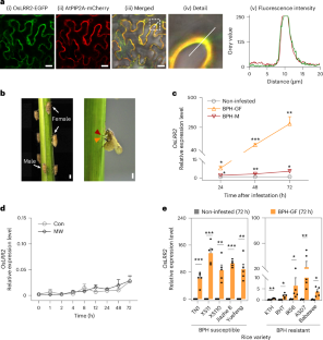 Identification and knockout of a herbivore susceptibility gene enhances planthopper resistance and increases rice yield