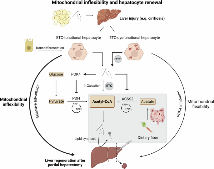 Metabolic inflexibility of mitochondria: beneficial for the fitness of regenerating liver cells.