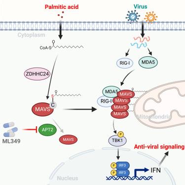 Targeting APT2 improves MAVS palmitoylation and antiviral innate immunity