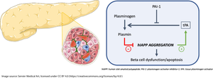 The islet tissue plasminogen activator/plasmin system is upregulated with human islet amyloid polypeptide aggregation and protects beta cells from aggregation-induced toxicity.