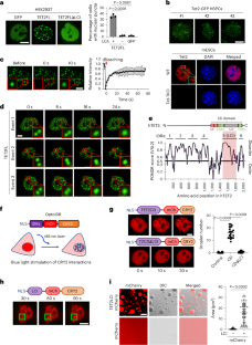 Perturbing TET2 condensation promotes aberrant genome-wide DNA methylation and curtails leukaemia cell growth