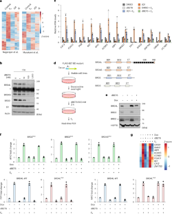 Resistance of estrogen receptor function to BET bromodomain inhibition is mediated by transcriptional coactivator cooperativity