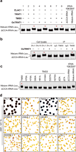 Impaired 2′,3′-cyclic phosphate tRNA repair causes thermo-sensitive genic male sterility in rice