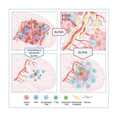 Fibrotic response to anti-CSF-1R therapy potentiates glioblastoma recurrence