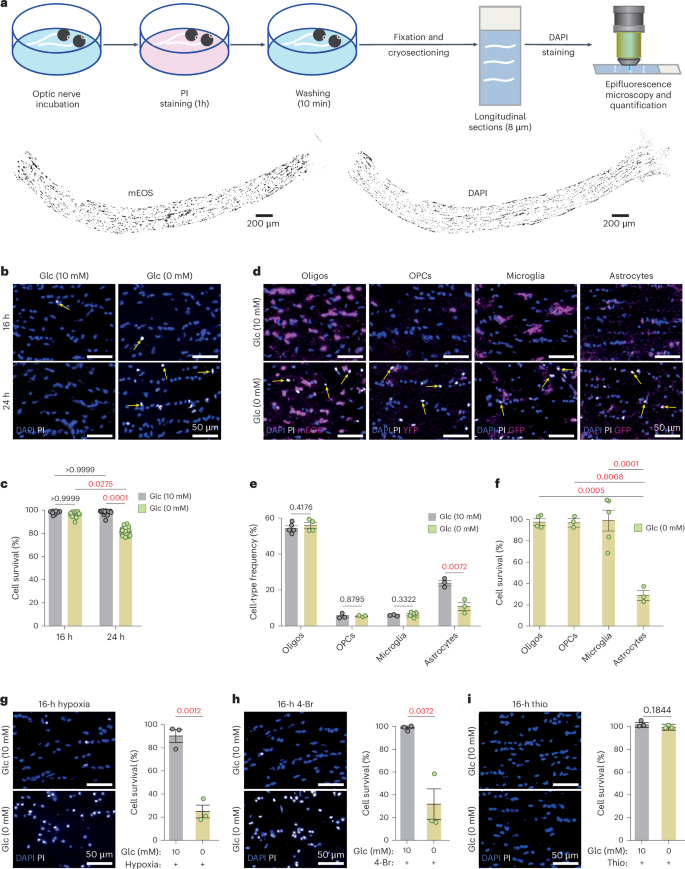 Oligodendroglial fatty acid metabolism as a central nervous system energy reserve