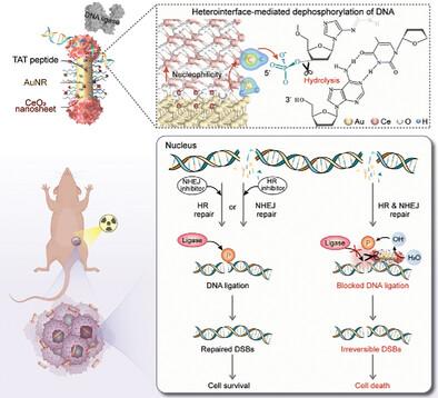 A Nucleophilicity-Engineered DNA Ligation Blockade Nanoradiosensitizer Induces Irreversible DNA Damage to Overcome Cancer Radioresistance.