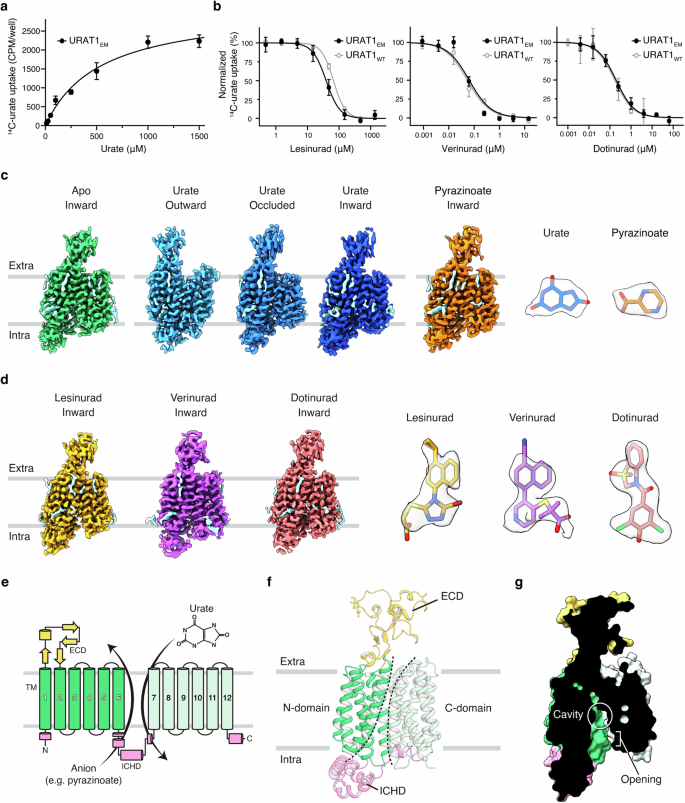 Transport mechanism and structural pharmacology of human urate transporter URAT1