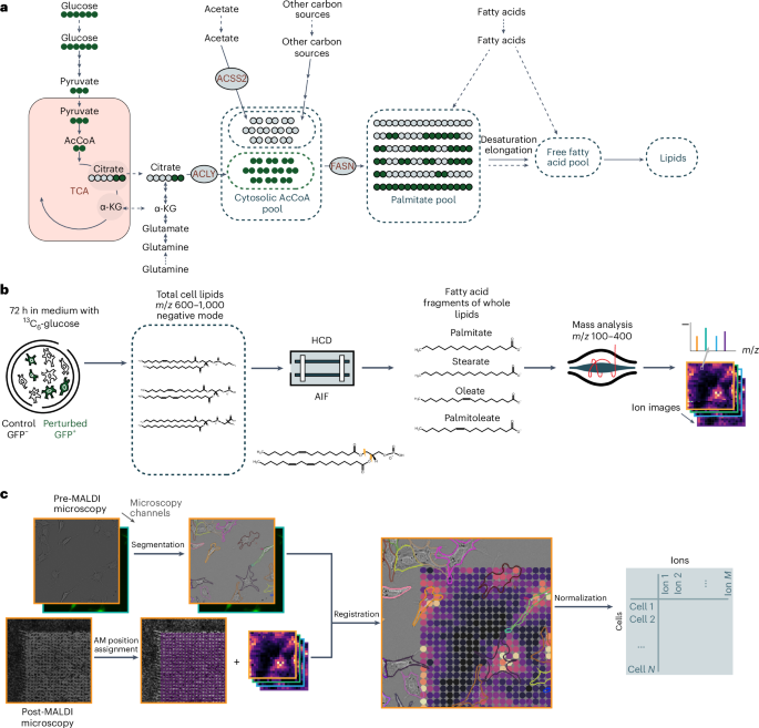 Spatial single-cell isotope tracing reveals heterogeneity of de novo fatty acid synthesis in cancer