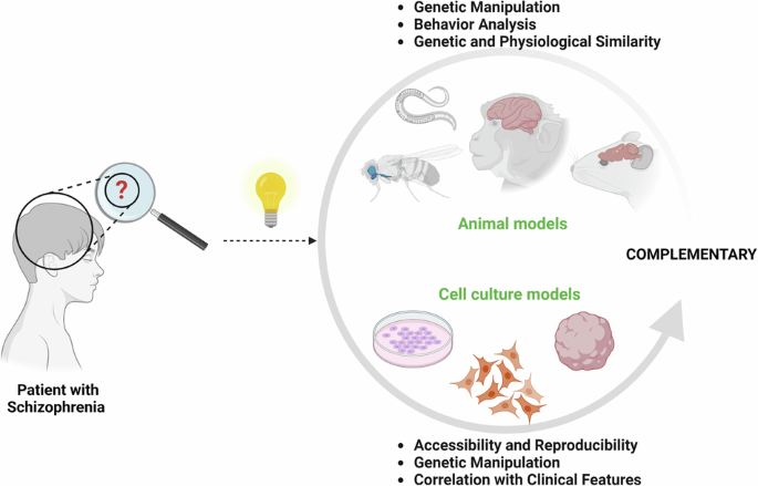 Peering into the mind: unraveling schizophrenia's secrets using models.