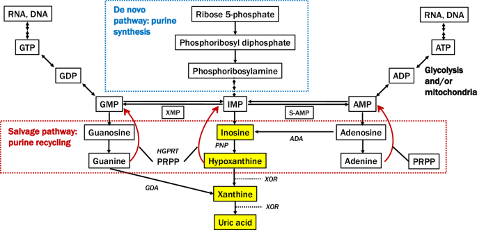 Uric acid and alterations of purine recycling disorders in Parkinson’s disease: a cross-sectional study