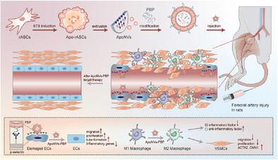 Enhanced Targeted Repair of Vascular Injury by Apoptotic-Cell-Mimicking Nanovesicles Engineered with P-Selectin Binding Peptide