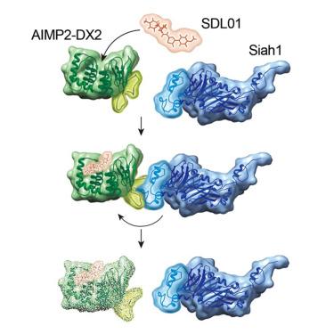 Chemical induction of the interaction between AIMP2-DX2 and Siah1 to enhance ubiquitination