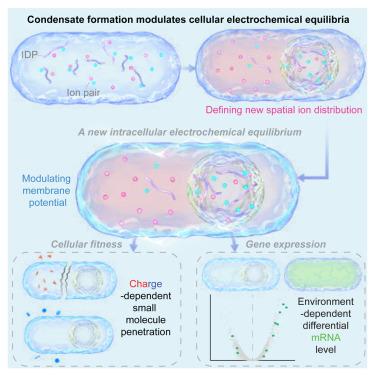 Biomolecular condensates regulate cellular electrochemical equilibria