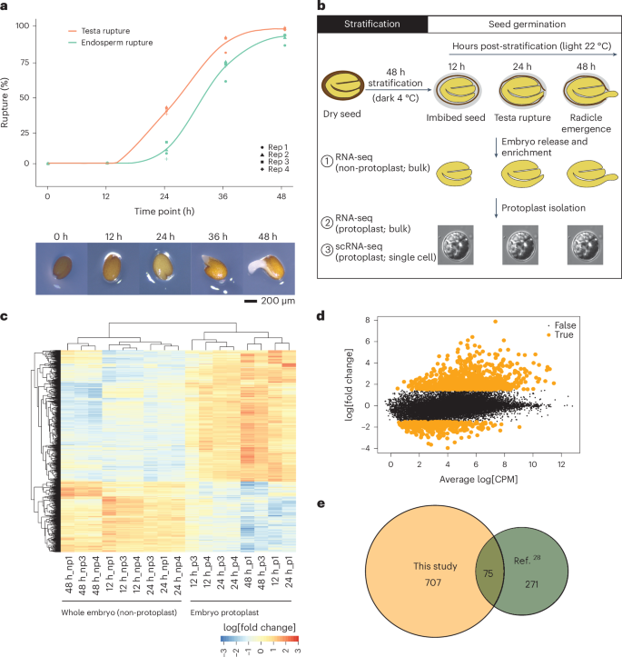 Establishment of single-cell transcriptional states during seed germination