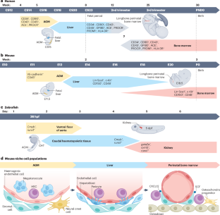 The role of the haematopoietic stem cell niche in development and ageing