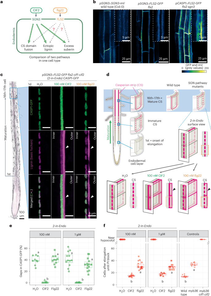 Comparisons of two receptor-MAPK pathways in a single cell-type reveal mechanisms of signalling specificity