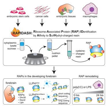 RAPIDASH: Tag-free enrichment of ribosome-associated proteins reveals composition dynamics in embryonic tissue, cancer cells, and macrophages