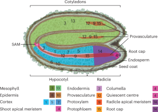 Understanding cell-type-specific regulation during seed germination