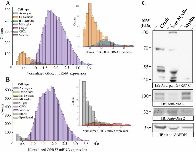 GPR37 processing in neurodegeneration: a potential marker for Parkinson’s Disease progression rate