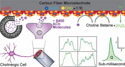 Analyzing Fusion Pore Dynamics and Counting the Number of Acetylcholine Molecules Released by Exocytosis