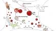 Autophagy–lysosomal-associated neuronal death in neurodegenerative disease