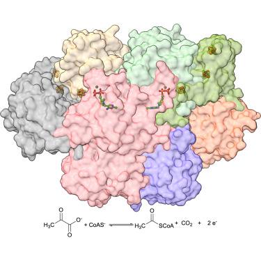 Structural organization of pyruvate: ferredoxin oxidoreductase from the methanogenic archaeon Methanosarcina acetivorans