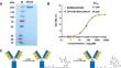 Discovery of a highly specific radiolabeled antibody targeting B-cell maturation antigen: Applications in PET imaging of multiple myeloma