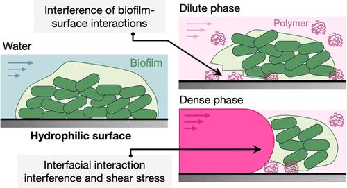 Coacervate Dense Phase Displaces Surface-Established Pseudomonas aeruginosa Biofilms