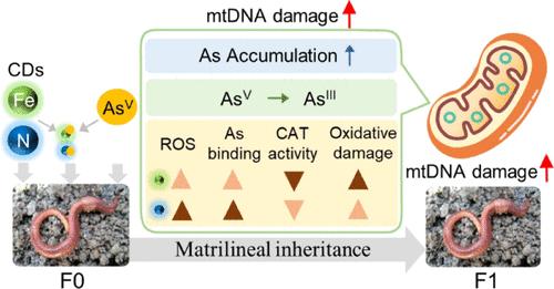 Synergistic Mitochondrial Genotoxicity of Carbon Dots and Arsenate in Earthworms Eisenia fetida across Generations: The Critical Role of Binding