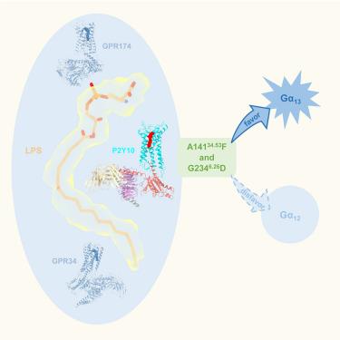 Insights into lysophosphatidylserine recognition and Gα12/13-coupling specificity of P2Y10