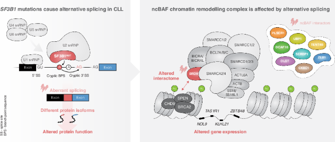 The non-canonical BAF chromatin remodeling complex is a novel target of spliceosome dysregulation in SF3B1-mutated chronic lymphocytic leukemia