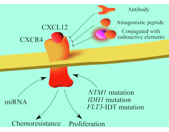 CXCR4 as a therapeutic target in acute myeloid leukemia