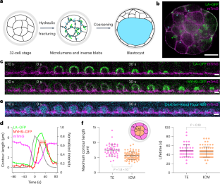 Inverse blebs operate as hydraulic pumps during mouse blastocyst formation