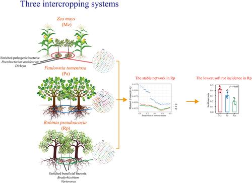 Intercropping with Robinia pseudoacacia reduces soft rot incidence in konjac by modulating the root bacterial community