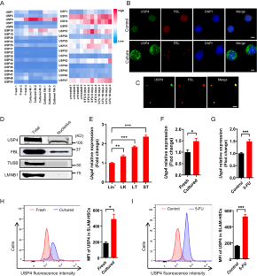 USP4 regulates ribosome biogenesis and protein synthesis for hematopoietic stem cell regeneration and leukemia progression