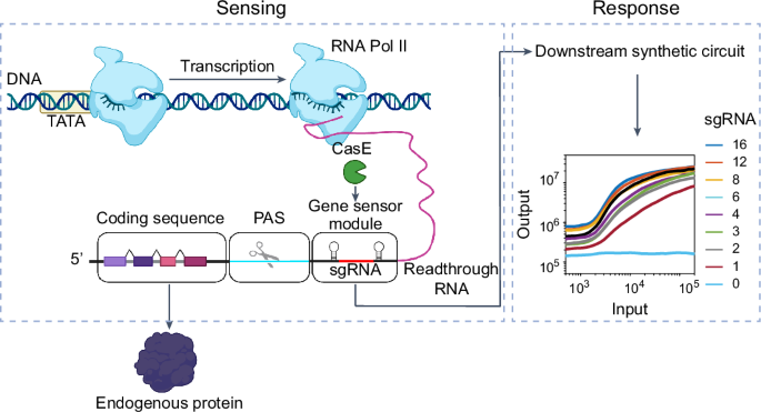 Customizable gene sensing and response without altering endogenous coding sequences