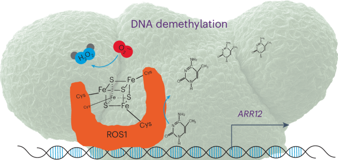 Control of DNA demethylation by superoxide anion in plant stem cells